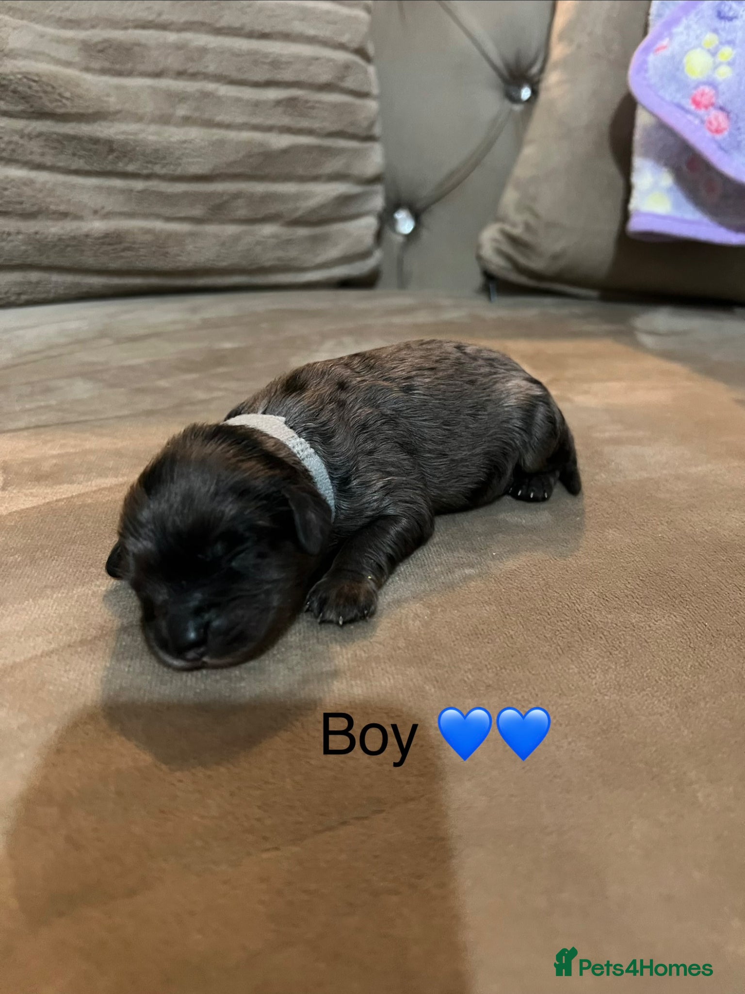Cavapoo dogs for sale: 5 beautiful cavapoos ready in July 🐶🐶 - Advert 4