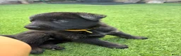 German Shepherd dogs for sale:  German Shepherd puppies - Advert 8