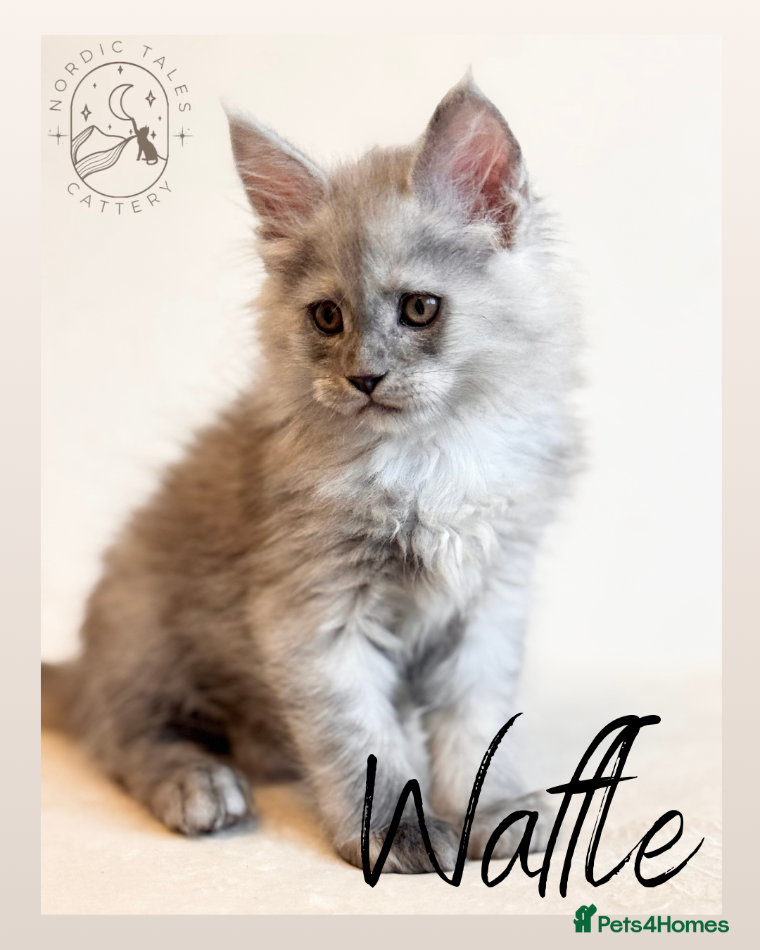 Maine Coon cats for sale: High Smoke, Smoke & Tabby Maine Coons - Advert 1