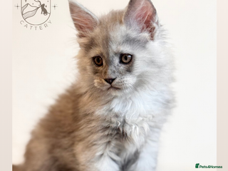 Maine Coon cats High Shaded, Shaded and Tabby Maine Coons - Advert 1