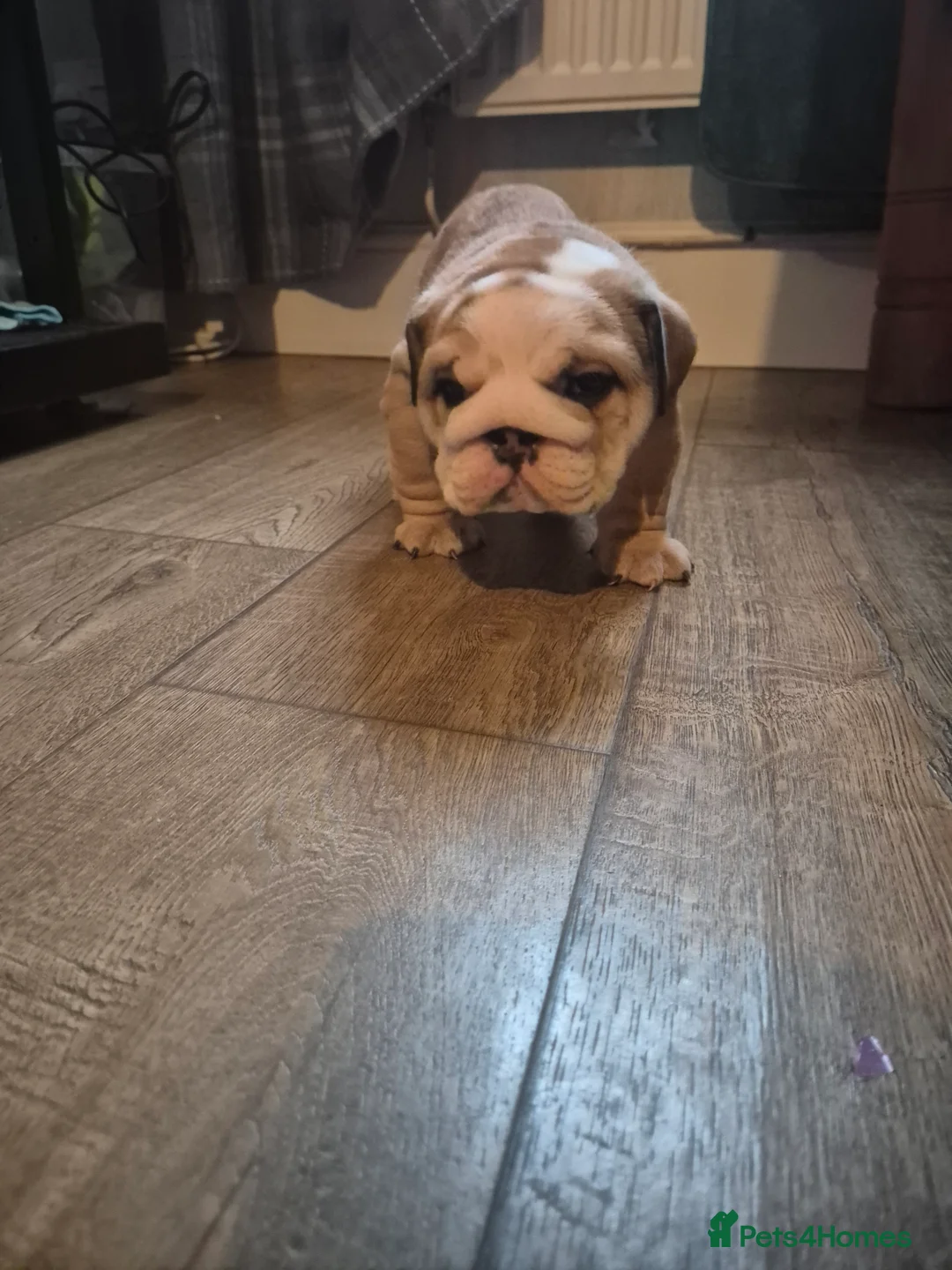 English Bulldog dogs for sale: Beautiful Red and White KC English Bulldog Puppies - Advert 5
