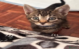 Domestic Shorthair cats for sale: 2 beautiful males - Image 4