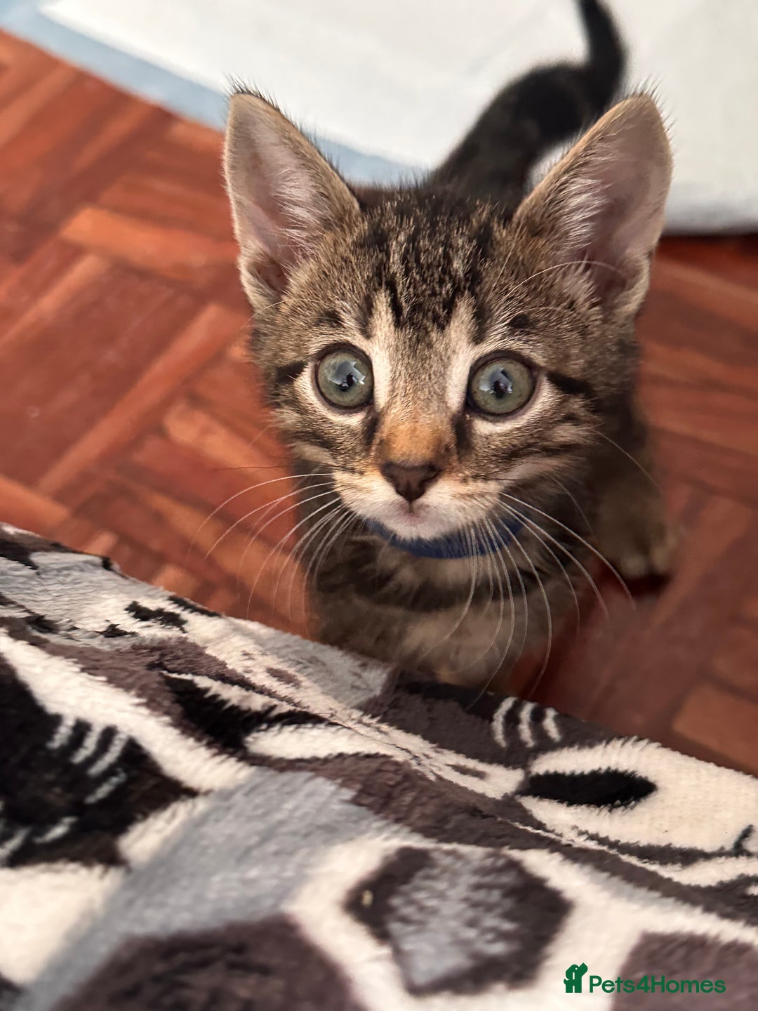 Domestic Shorthair cats for sale: 2 beautiful males - Image 4