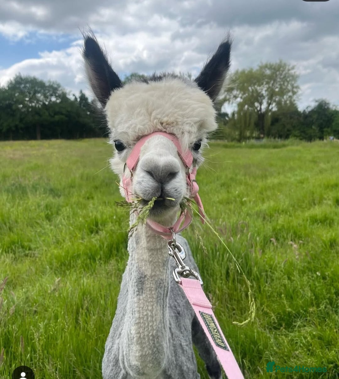 Alpaca livestock for sale: 3 Male Treking  Alpacas  - Advert 5