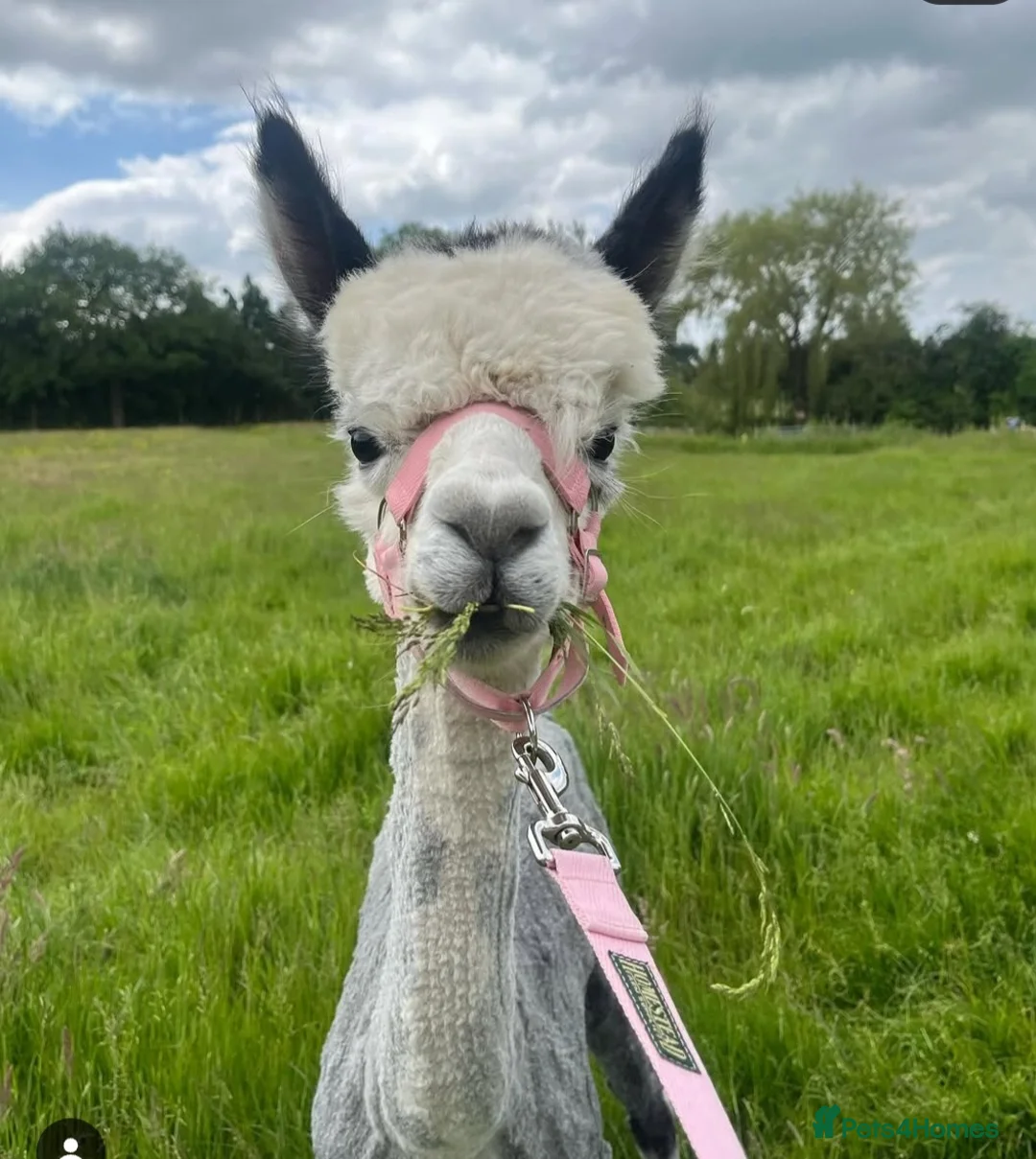 Alpaca livestock for sale: 3 Male Treking  Alpacas  - Advert 5