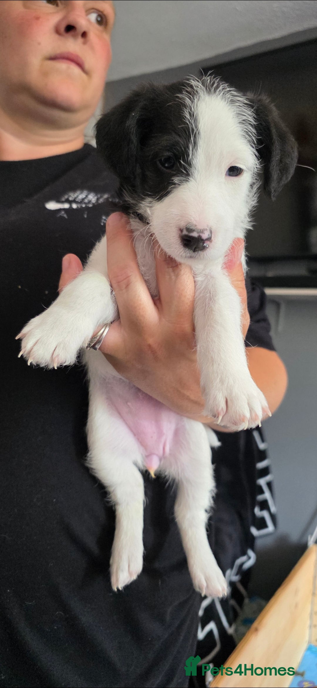 Jackapoo dogs for sale: BEAUTIFUL LAST JACKAPOO FEMALE in Epping - Image 9