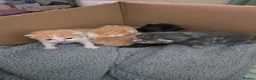 Mixed Breed cats for sale: Female ginger tabby - Advert 2