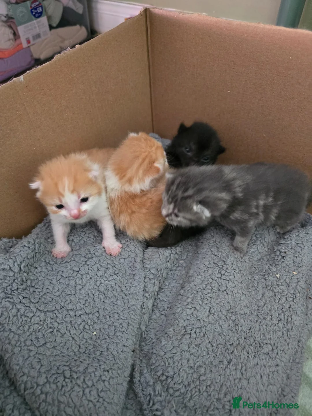 Mixed Breed cats for sale: Female ginger tabby - Advert 2