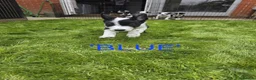 Border Collie dogs for sale: Beautiful litter of working border collie pups - Advert 7