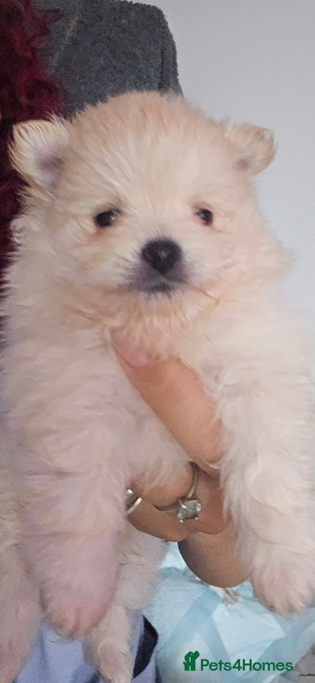 Pomeranian dogs for sale: Beautiful miniature Pomeranians  - Image 16