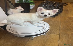 Chihuahua dogs for sale: Stunning Teddy Bear Chihuahua Girls - Image 3