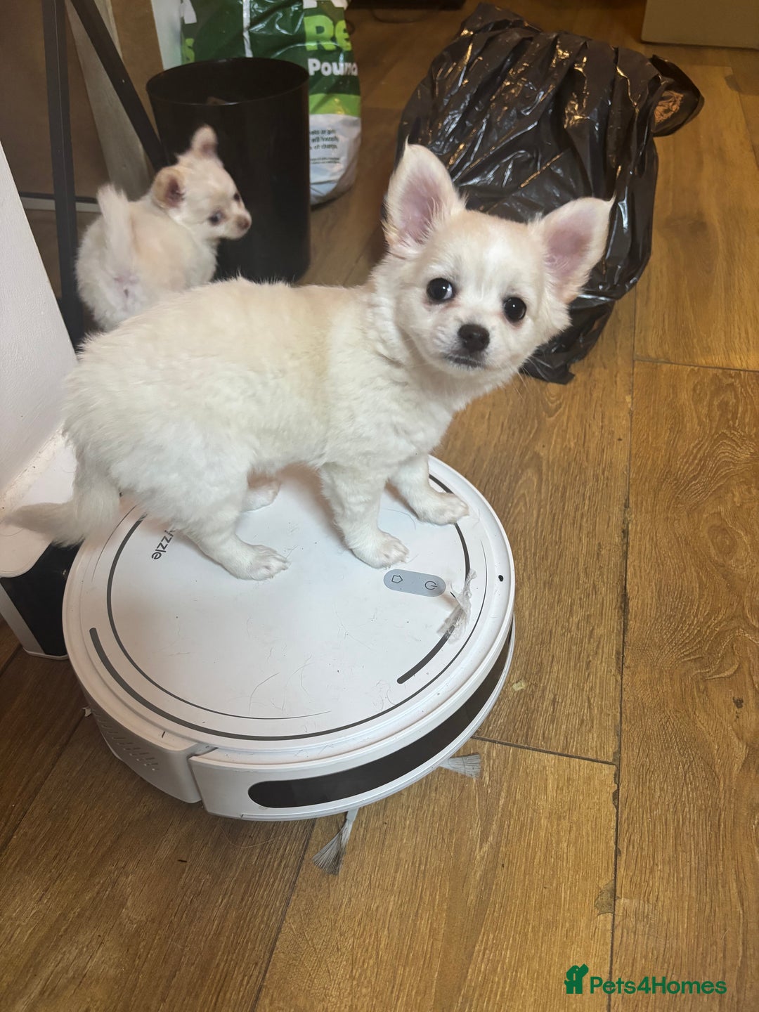 Chihuahua dogs for sale: Stunning Teddy Bear Chihuahua Girls - Image 3