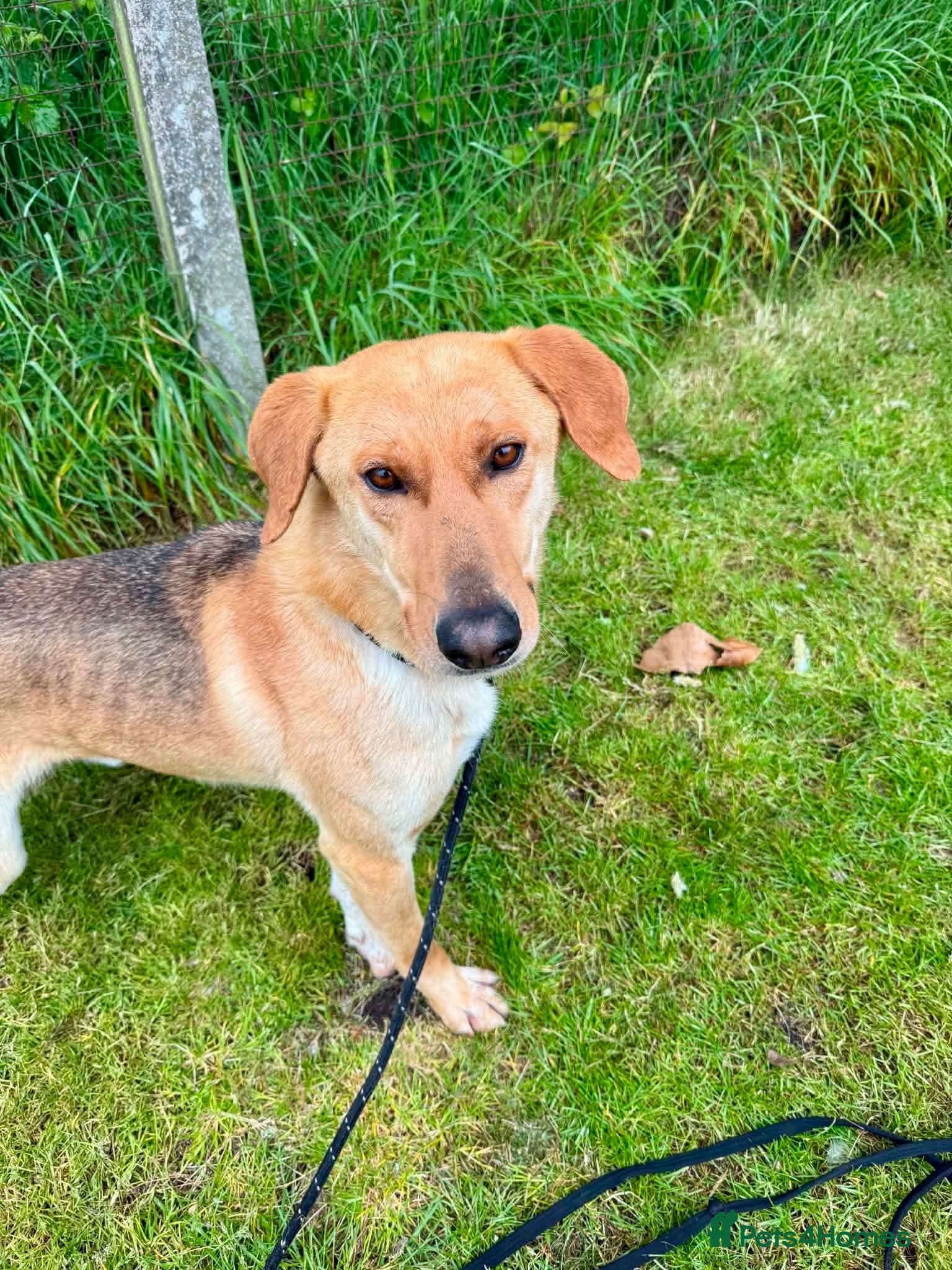 Mixed Breed dogs Simon great with children, dogs, and people  - Advert 19