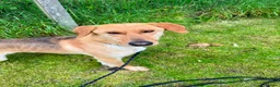 Mixed Breed dogs for adoption: Simon great with children, dogs, and people  - Advert 1