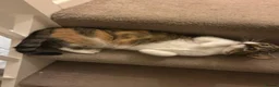 Mixed Breed cats for sale: 4 beautiful kittens - Advert 10