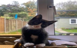 Mixed Breed cats for sale: 3 KITTENS FOR SALE - Image 2