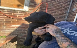 Labrador Retriever dogs for sale: Female black Labradors - Image 5