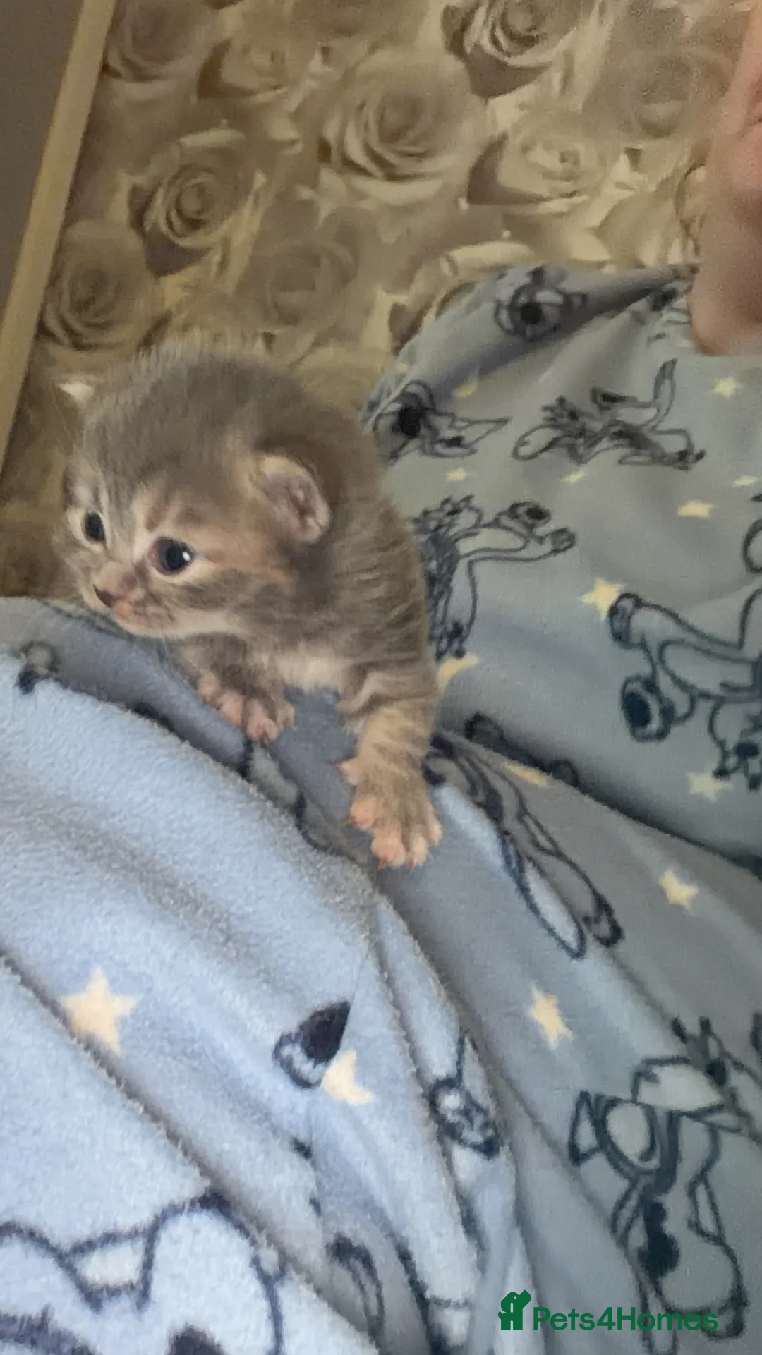 Mixed Breed cats for sale: British blue cross Norwegian  - Advert 17