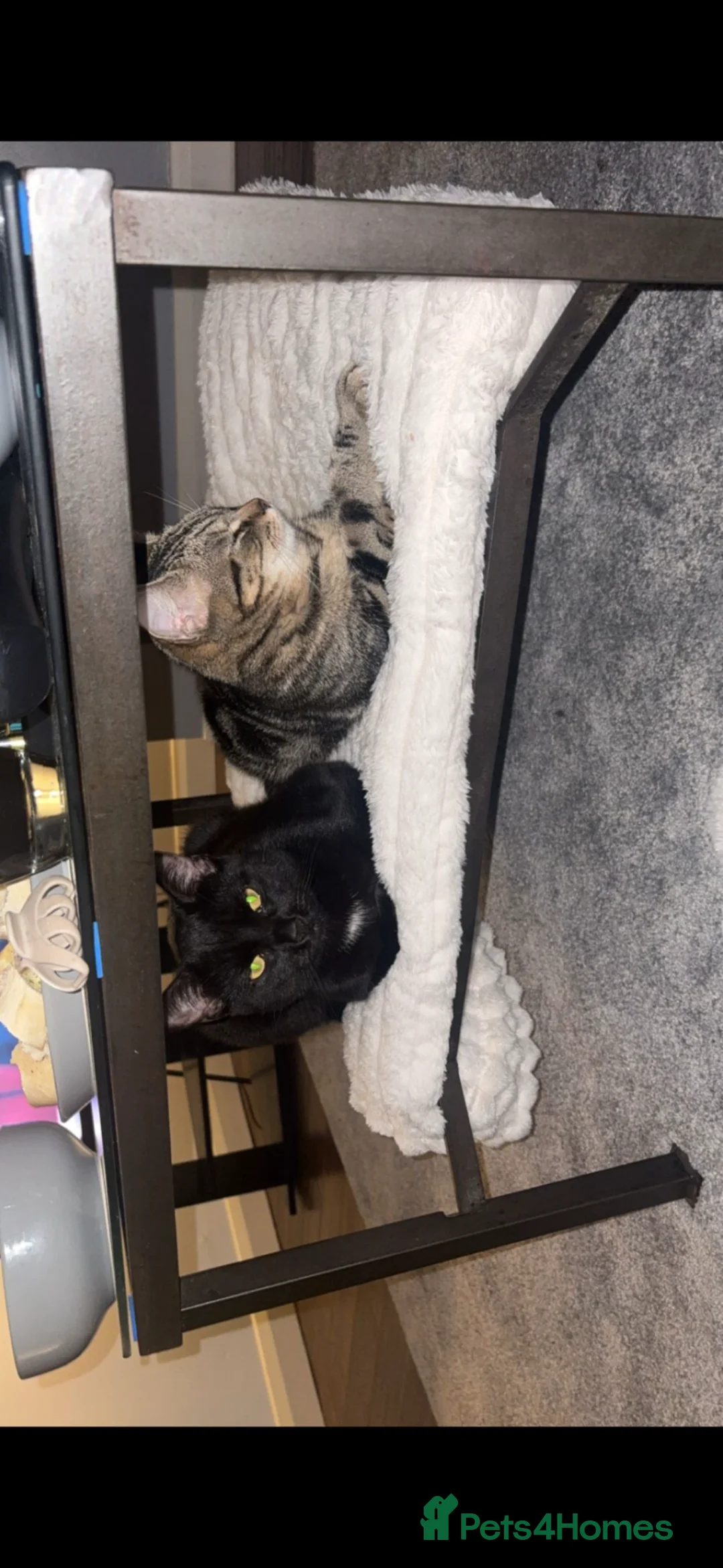 Mixed Breed cats for sale: Rehome of Female Tabby and Male Black Cat.  in Huddersfield - Advert 2