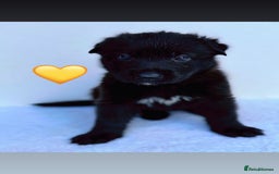 German Shepherd dogs for sale: Black Working Line German Shepherd Puppies - Image 5