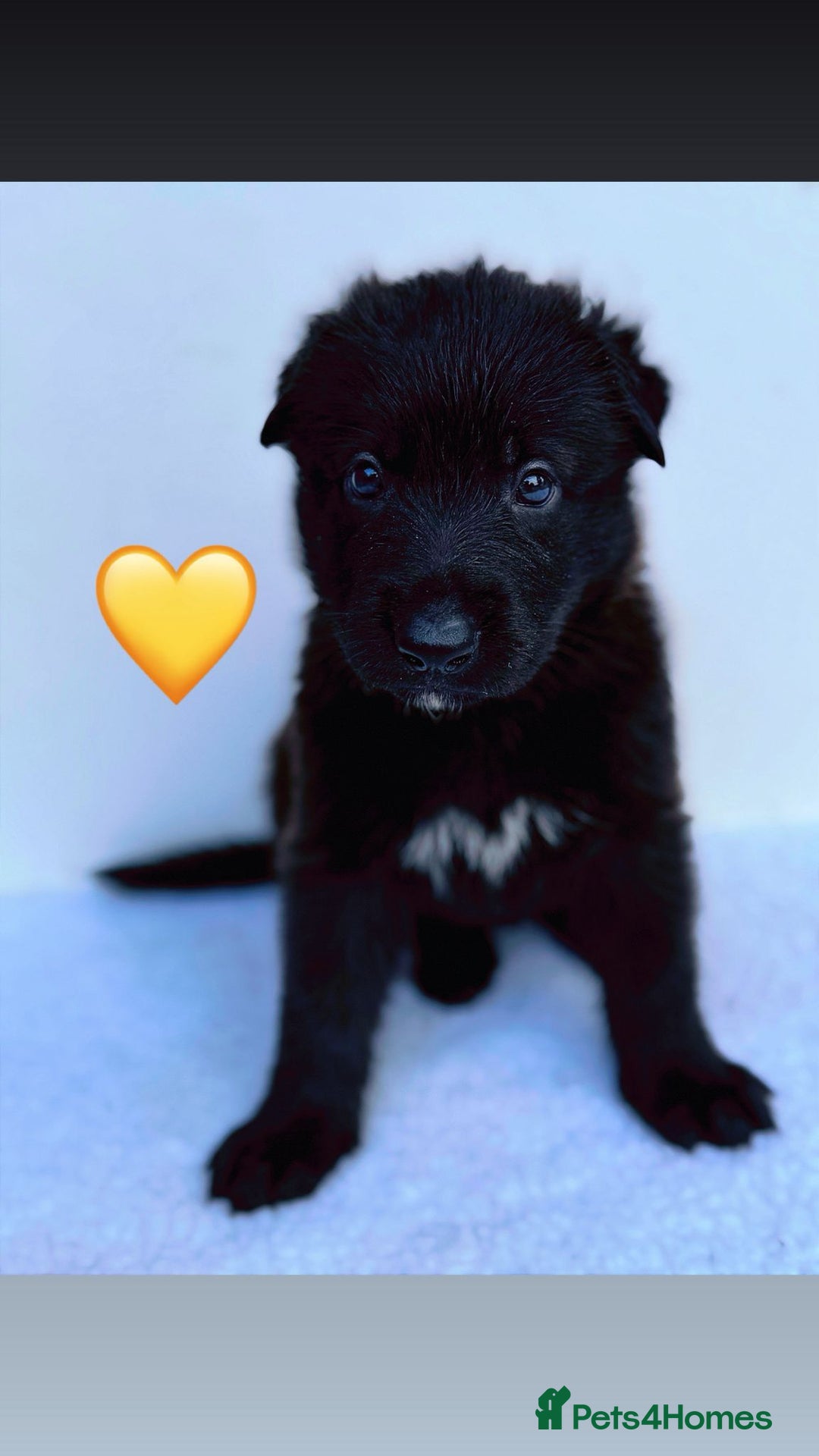 German Shepherd dogs for sale: Black Working Line German Shepherd Puppies - Image 5
