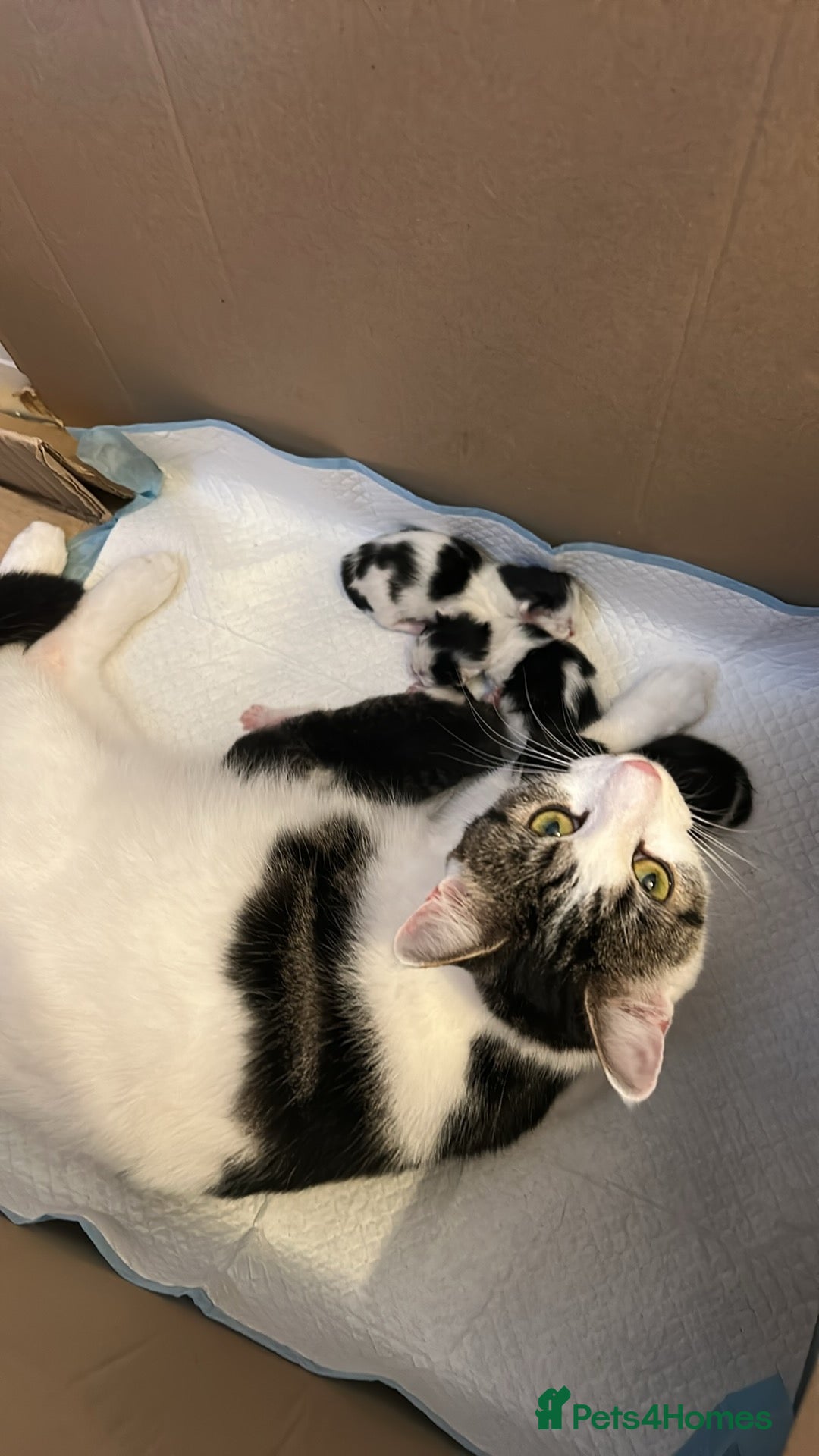 Mixed Breed cats for sale: Female cross Maincoon - Image 4