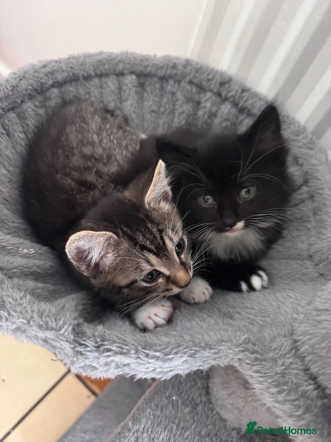 Mixed Breed cats for sale: 4 kittens 1 boy 3 girls  in Broxbourne - Advert 2