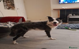 Border Collie dogs for sale: Border collie blue murle for sale - Image 5