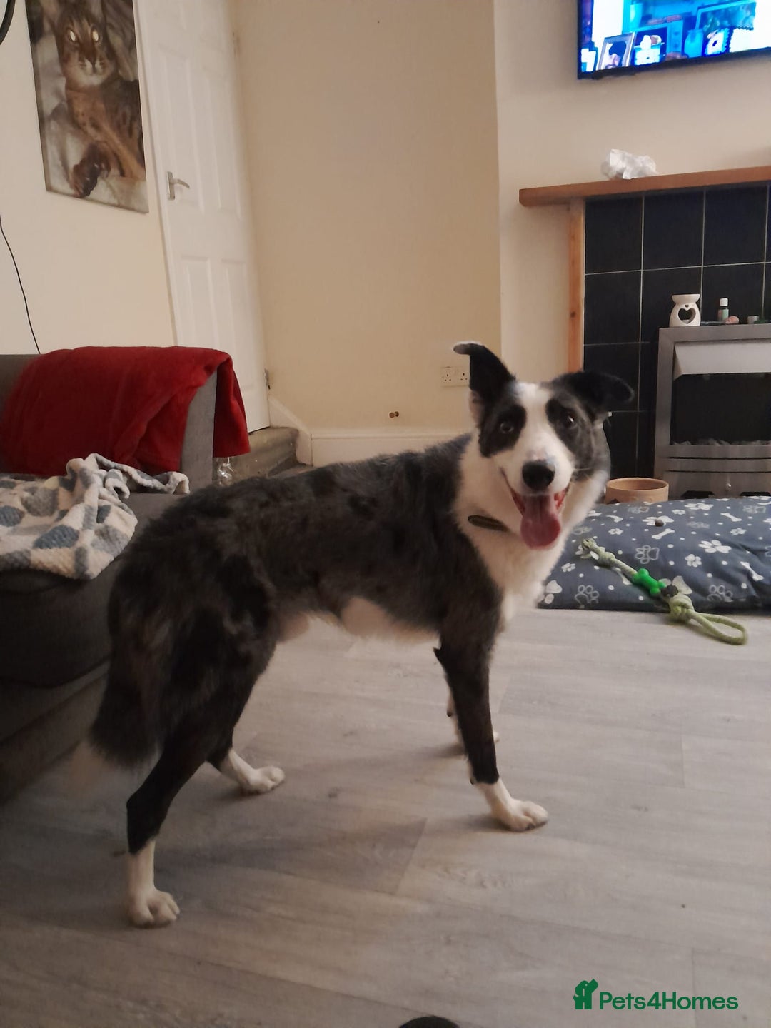 Border Collie dogs for sale: Border collie blue murle for sale - Image 5