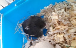 Hamster rodents for sale:  Russian Dwarf baby hamsters in Manchester - Image 2
