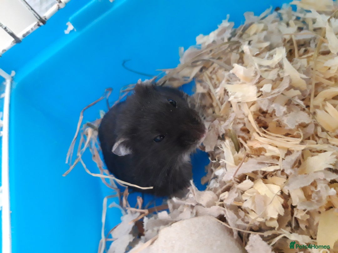 Hamster rodents for sale:  Russian Dwarf baby hamsters in Manchester - Image 2