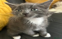 Domestic Shorthair cats for sale: 4 beautiful kittens  - Image 9