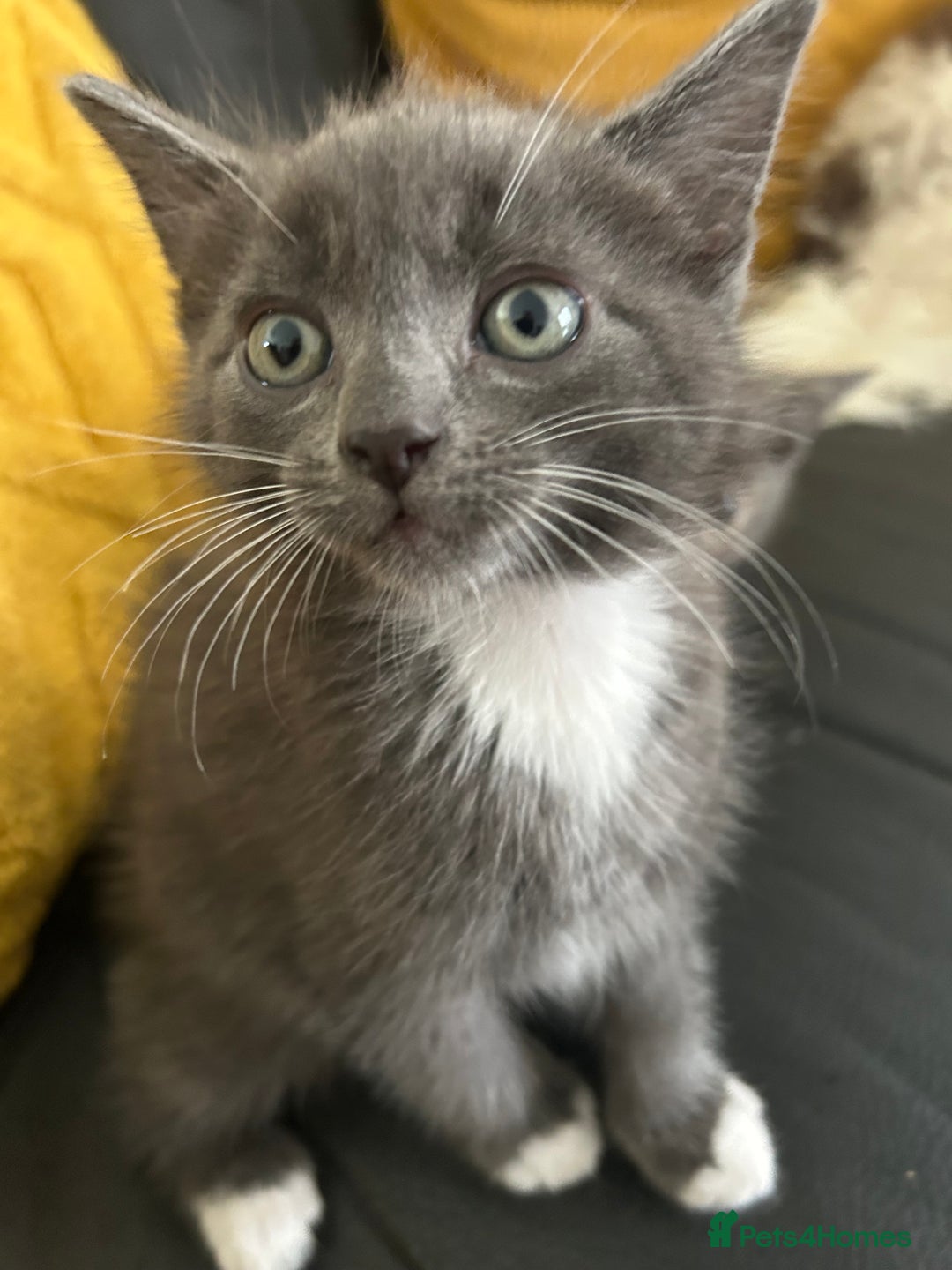Domestic Shorthair cats for sale: 4 beautiful kittens  - Image 9