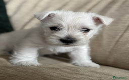 West Highland Terrier dogs for sale: Stunning Hand-Reared Westies – 4 Beautiful Boys - Image 14