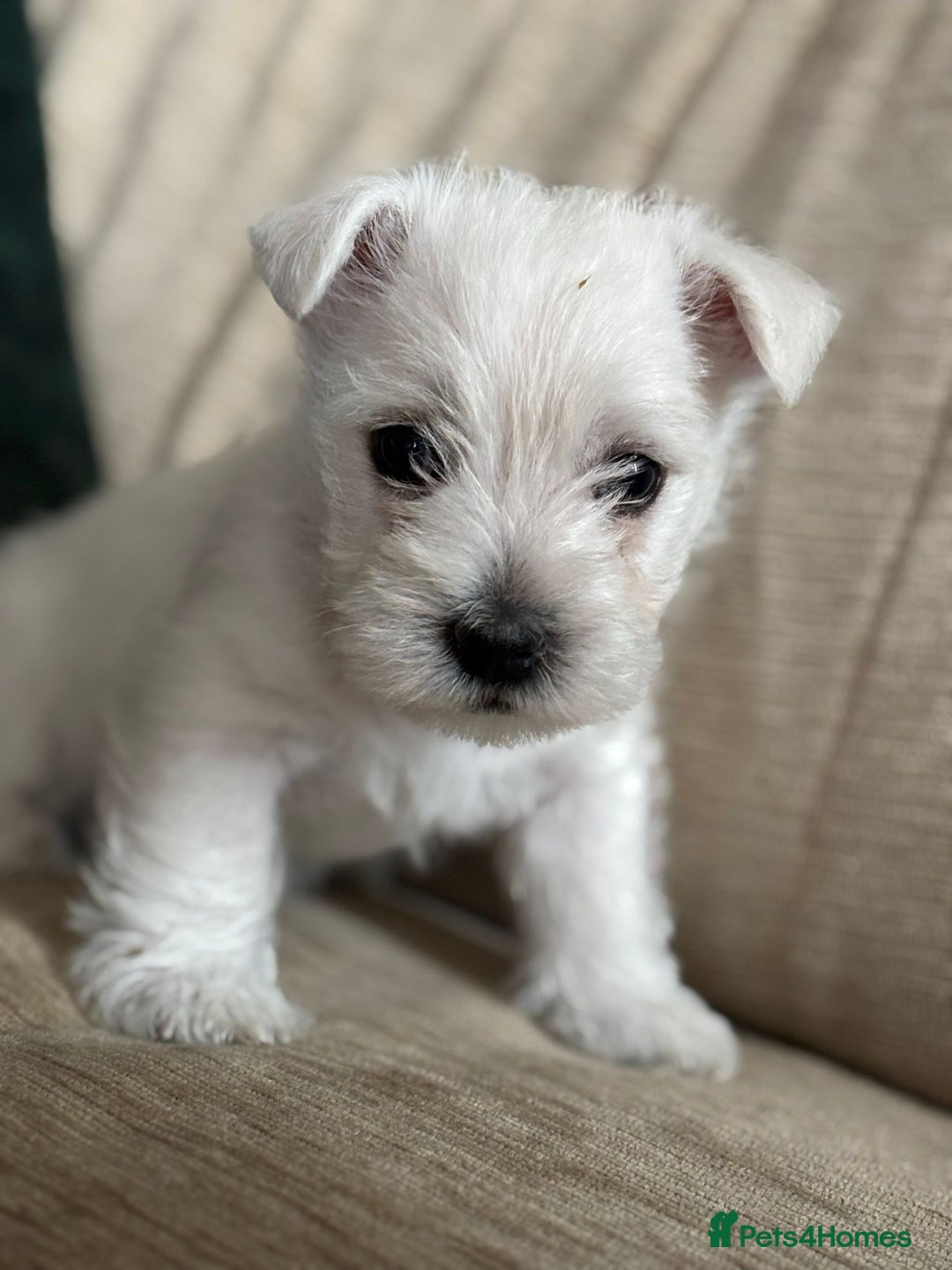 West Highland Terrier dogs for sale: Stunning Hand-Reared Westies – 4 Beautiful Boys - Image 14