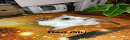 Ragdoll cats for sale: 💖Fabulous Pure Ragdoll Kittens Waiting for Love❤️ - Advert 27