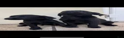 Labrador Retriever dogs for sale: Beautiful black labrador pups - Advert 4