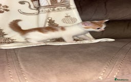 Mixed Breed cats for sale: Calico x tabby - Advert 5