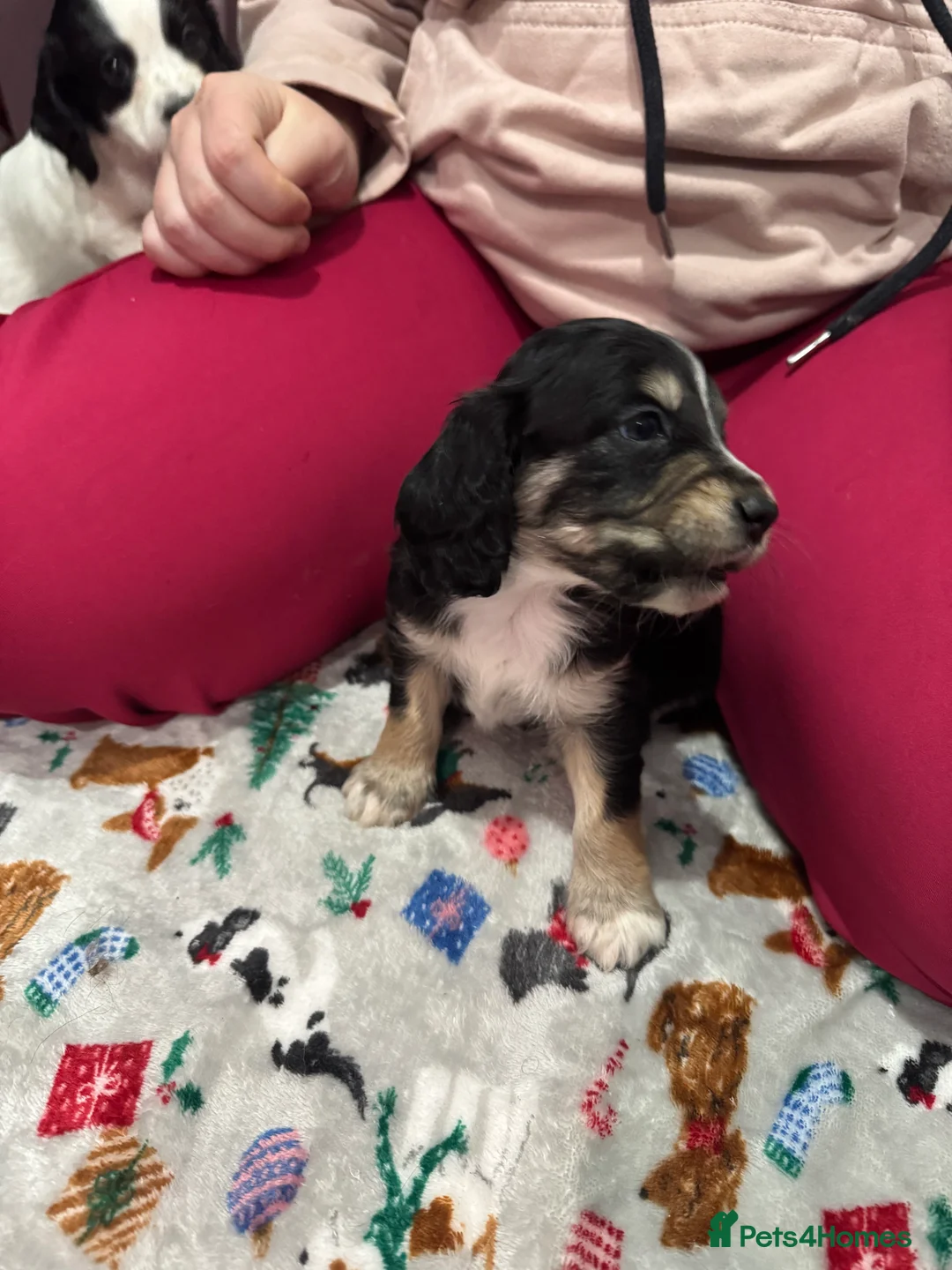 Cockapoo dogs for sale: Gorgeous F1B Cockapoo Puppies. Only One Puppy Left - Advert 7