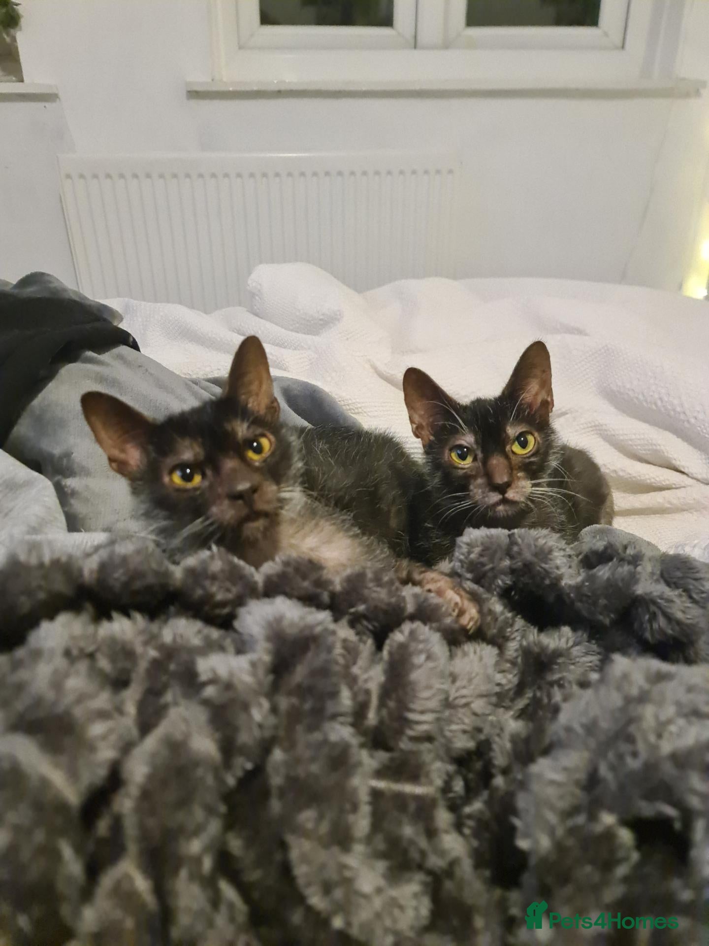 Lykoi cats TICA Black Roan Lykoi Pair. Full breeding rights - Advert 2
