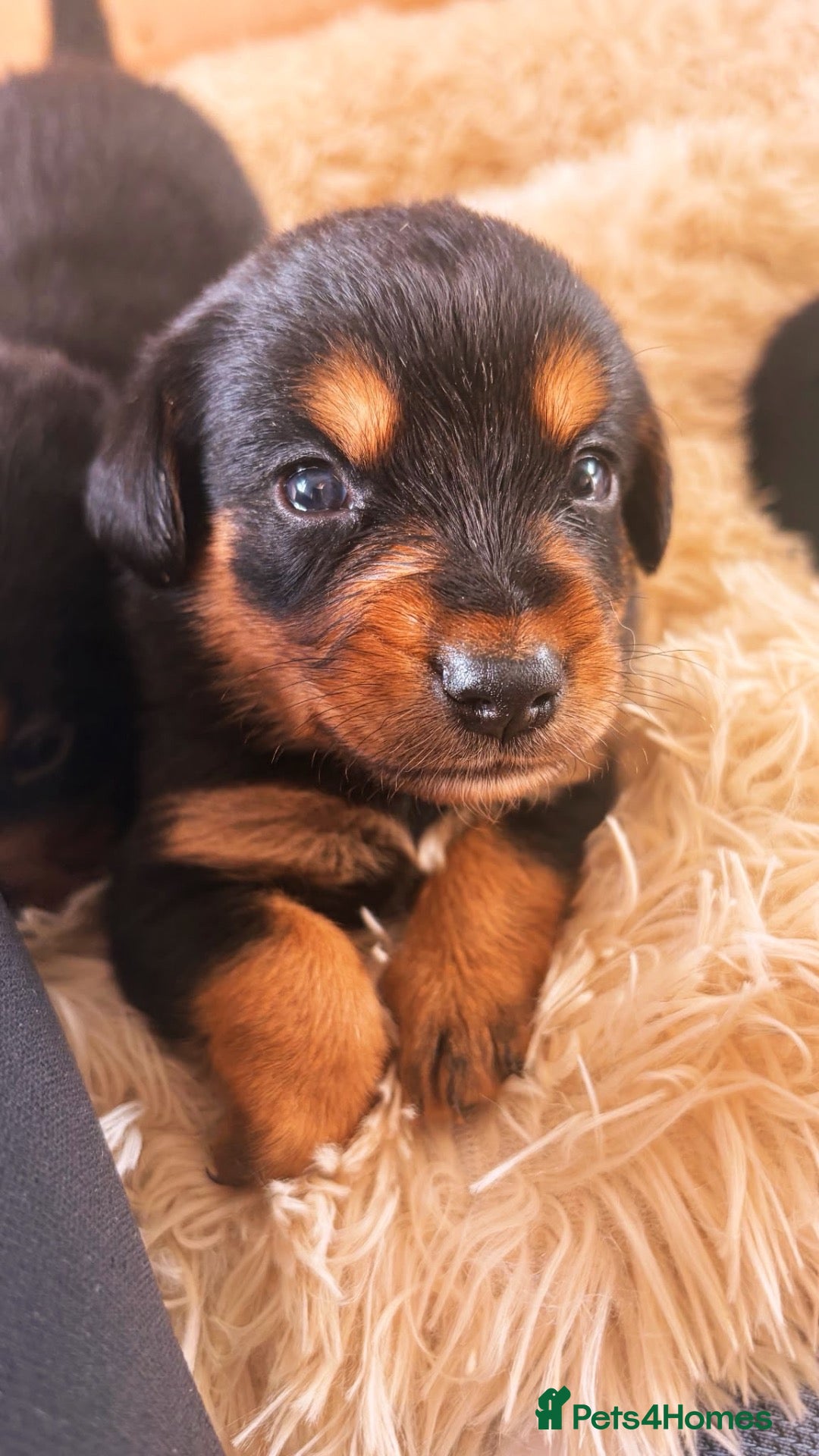Mixed Breed dogs 🐾 Beautiful Colipoo Puppies – 4 Girls and 3 boys - Advert 2