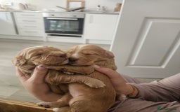 Cockapoo dogs for sale: Stunning cockapoo puppies - Image 1
