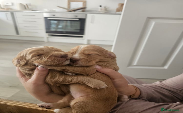 Cockapoo dogs - Advert 14