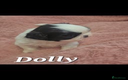 Shih Tzu dogs for sale: Imperial Shihtzu puppies - Image 2