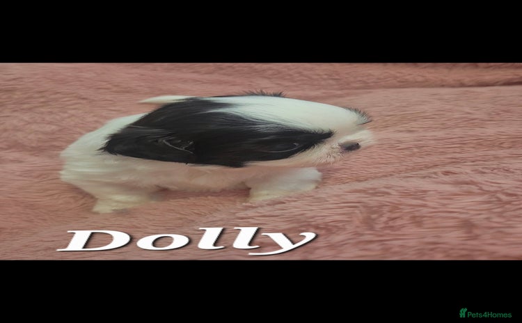 Shih Tzu dogs - Advert 15