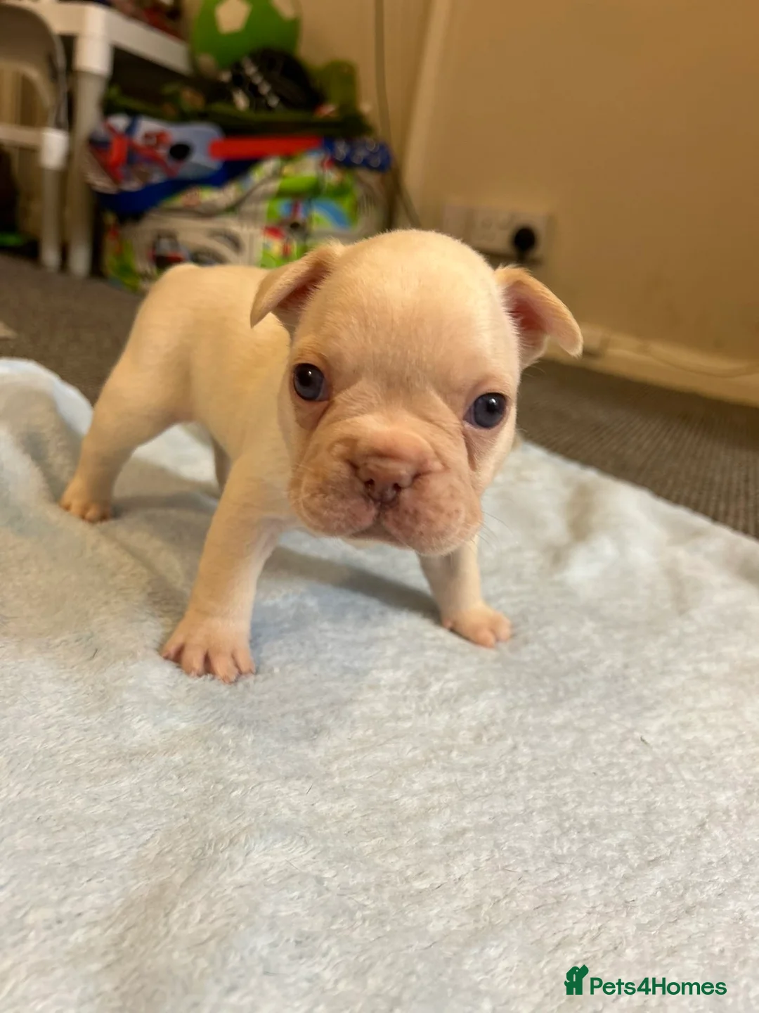 French Bulldog dogs for sale: French bulldog puppies fluffie carriers  - Advert 20