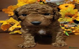 Cockapoo dogs for sale: Golden and Apricot Red F1b Cockerpoos for sale! - Image 9
