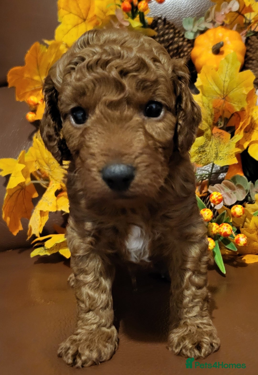 Cockapoo dogs for sale: Golden and Apricot Red F1b Cockerpoos for sale! - Image 9