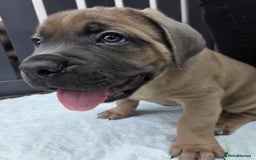 Cane Corso dogs for sale: Excellent Formentino Corso male puppies for sale.  - Image 27