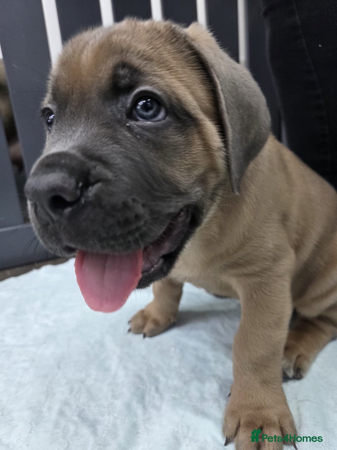 Cane Corso dogs for sale: Excellent Formentino Corso male puppies for sale.  - Image 27